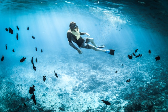 person snorkelling underwater with fish